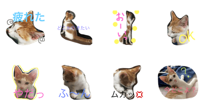 my cat Kevin. my cat Kevin.