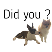 gon & nene 2 gon & nene 2