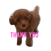 toypoodle Apollo toypoodle Apollo