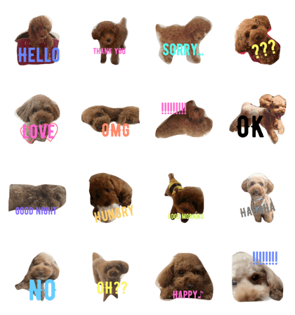 toypoodle Apollo toypoodle Apollo