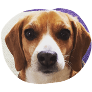 chocolacho chocolacho