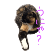 Whitesocks cat Whitesocks cat