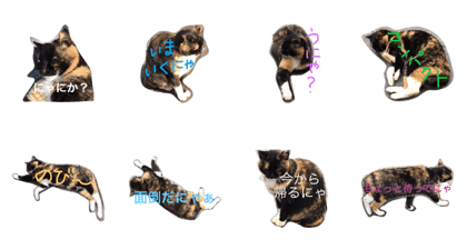 Whitesocks cat Whitesocks cat