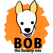 BOB the Basenji mix dog