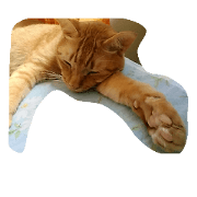 cat jyun jyun cat jyun jyun