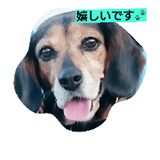 Dog Hana is humble. Dog Hana is humble.