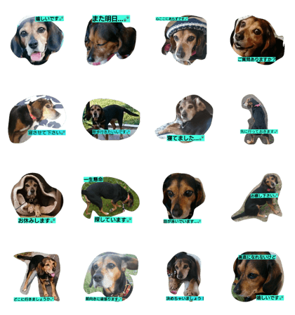 Dog Hana is humble. Dog Hana is humble.