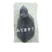 Pucco's daily routine of a domestic-dome Pucco's daily routine of a domestic-dome