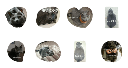 Pucco's daily routine of a domestic-dome Pucco's daily routine of a domestic-dome