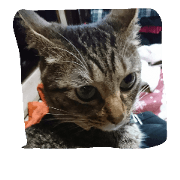 KAWAIINYANKO. KAWAIINYANKO.