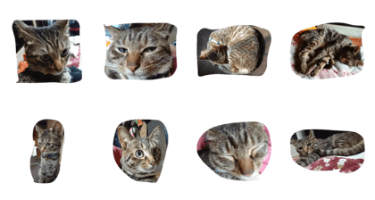 KAWAIINYANKO. KAWAIINYANKO.