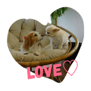 sweet doggies 2 sweet doggies 2