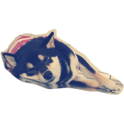 Shibainu Good night Shibainu Good night