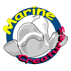 marine creatures,diving