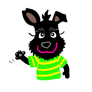 Black Miniature Schnauzer COCO 3 Black Miniature Schnauzer COCO 3