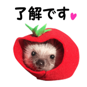 Hedgehog every day 2