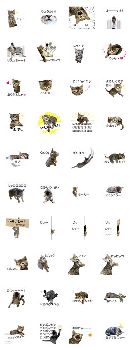 Speech balloon kitten MUGI