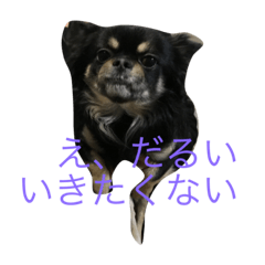 My lovely Dogs Cats