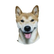 Japan Shiba inu Cropping photos