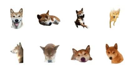 Japan Shiba inu Cropping photos