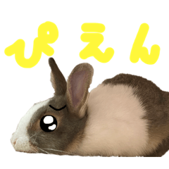 mini rabbit shirasu2