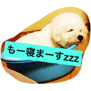 salt dog(Bichon Frise)