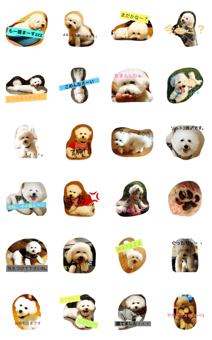 salt dog(Bichon Frise)