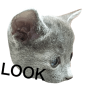 Russian blue baby Russian blue baby