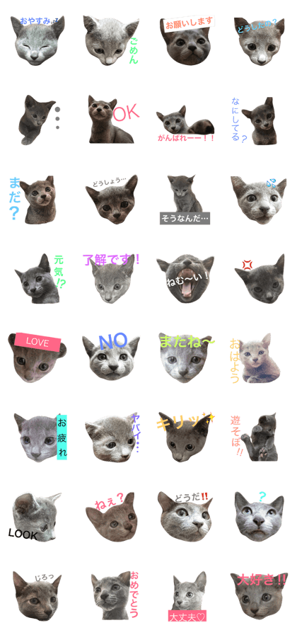 Russian blue baby Russian blue baby