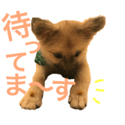 Maru's everyday life