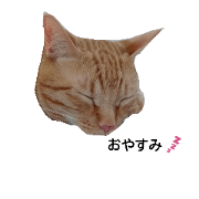 my pet chatorash version