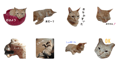 my pet chatorash version