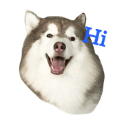 my little dog (zaibuu & zaetae) my little dog (zaibuu & zaetae)