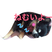 cute dog coco cute dog coco