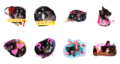 cute dog coco cute dog coco