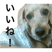 My dog's name is BERU My dog's name is BERU