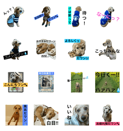 My dog's name is BERU My dog's name is BERU