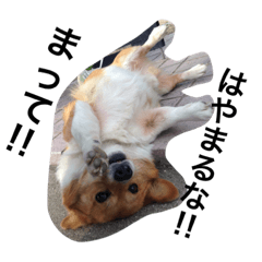 ぶさかわ犬★