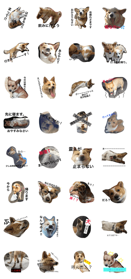 busa-kawa dog busa-kawa dog