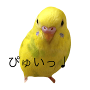 Bird Pyuui Bird Pyuui