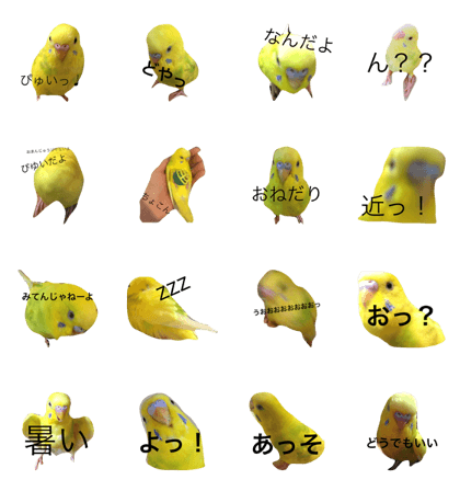 Bird Pyuui Bird Pyuui