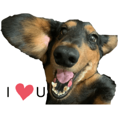 可樂果、阿果、果哥