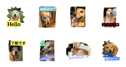 goldenreteriver'ssakura goldenreteriver'ssakura