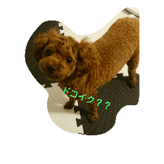 nonocoman
