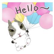 Little handsome rabbitIN02