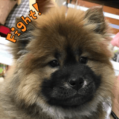 Chow Chow HANA