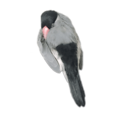 Real Cherry Blossom Fowl