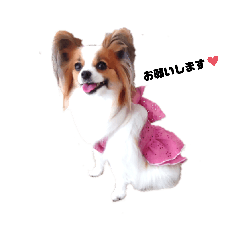 Papillon dogs Clara & Reina8