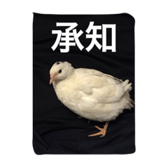 WE are the duck1