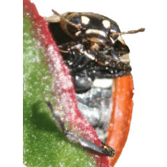 Ladybugs without wording2-BIG